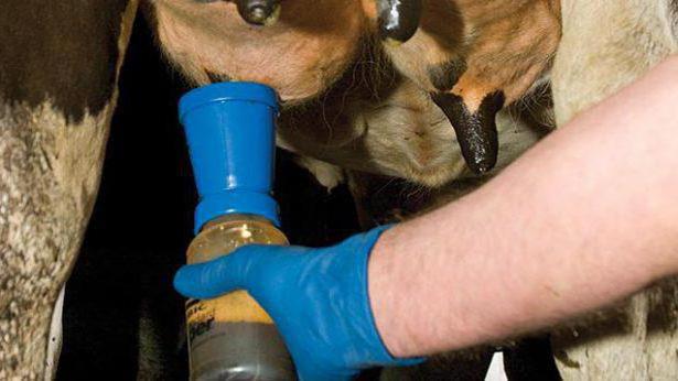 Что делать, если у коровы нет молока после отела: методы диагностики, основные правила лечения