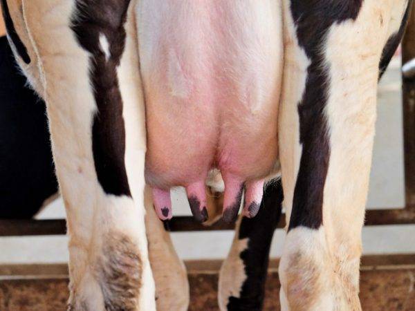 Лечение вымени коровы: отек, ушиб, бородавки, оспа, воспаление