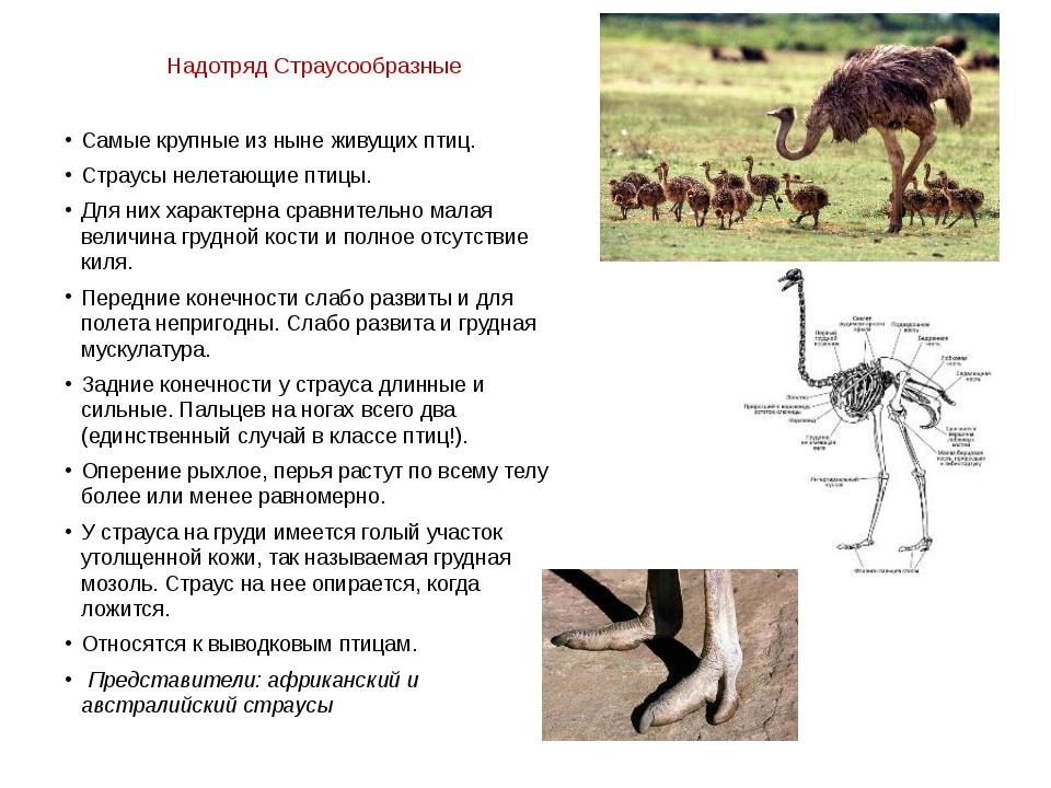 Надотряд страусовые. Строение задних конечностей страуса. Отряд Страусообразные кратко. Систематика африканского страуса. Надотряд страусовые представители.