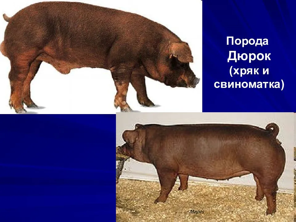 Порода свиней дюрок: описание, характеристики, преимущества и недостатки