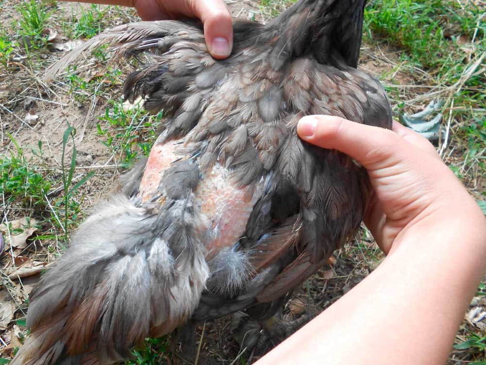 Как избавить кур и цыплят от пероеда, блох, вшей (чем обработать, лечение)