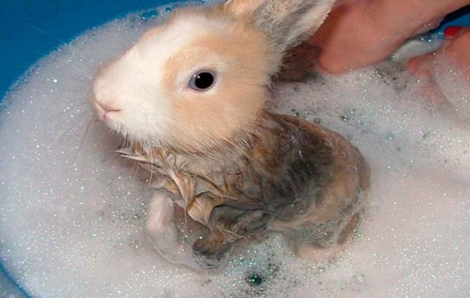 Как купать декоративного кролика: советы и видео