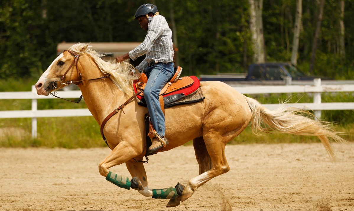 Самые быстрые породы лошадей в мире: английские чистокровные скакуны, кони-рекордсмены