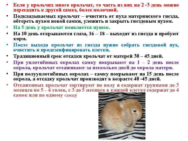 ᐉ когда можно случать крольчиху после окрола? - zooon.ru