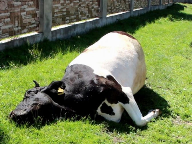 У коровы нет жвачки лечение народными средствами. что делать, если у коровы пропала жвачка?