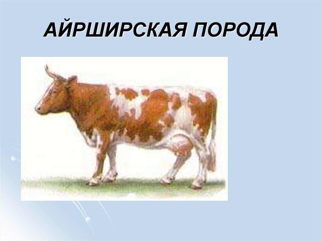 Описание айрширской породы коров