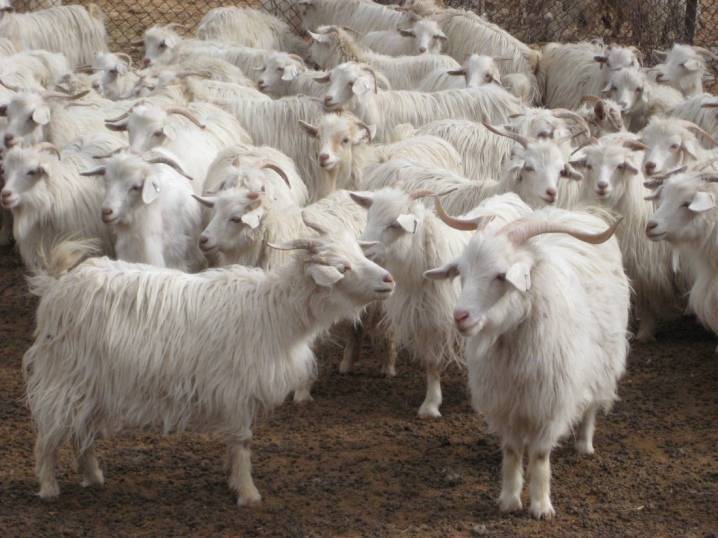 Породы коз – классификация по продуктивности и экстерьеру 2020