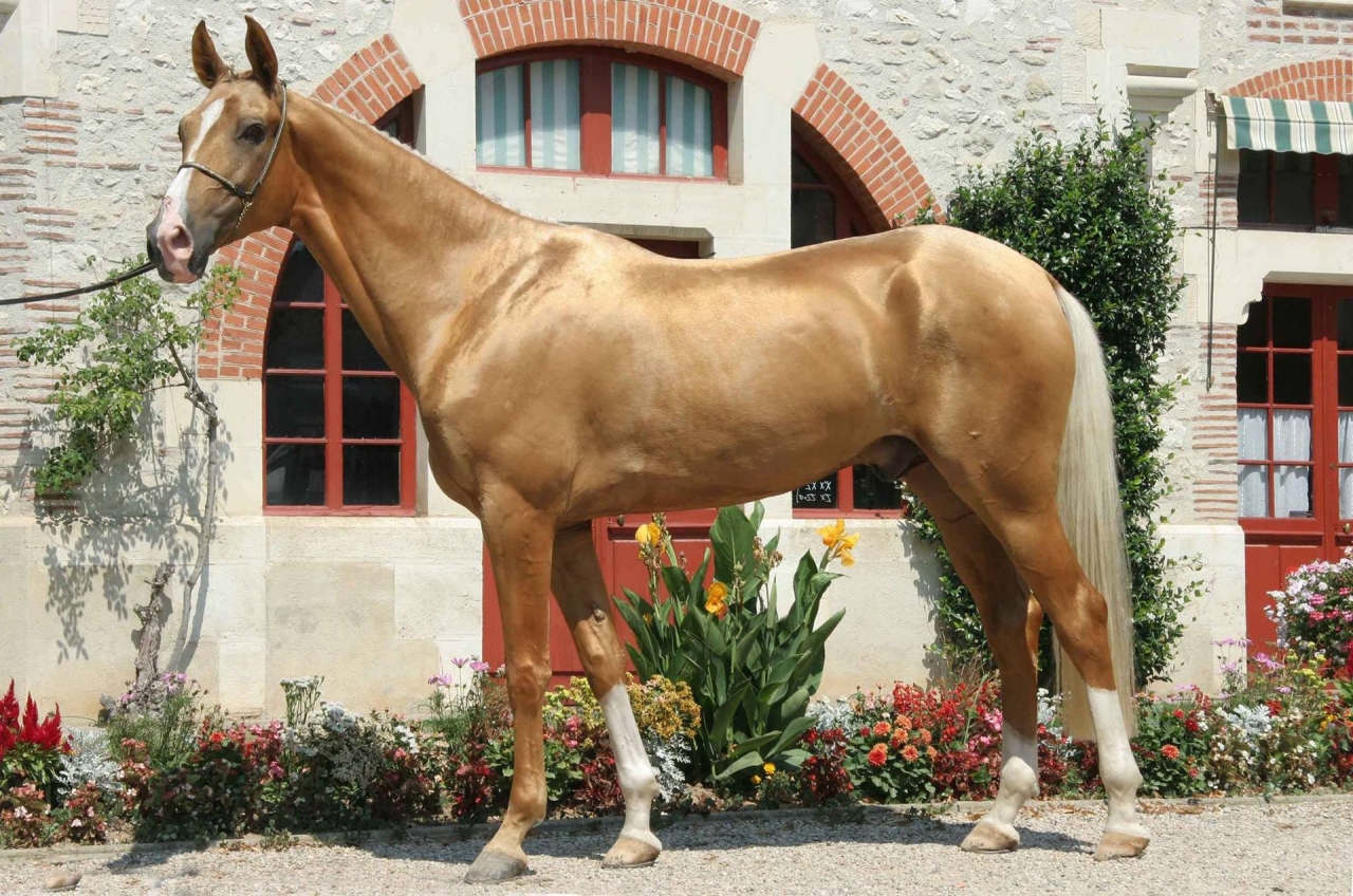 Самые красивые лошади в мире: породы, фото, видео