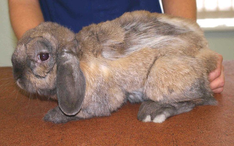 Выпадение шерсти — сигнал наличия болезни у домашнего кролика