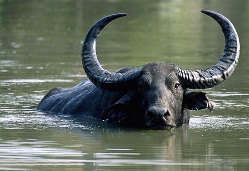 ✅ все об индийском (азиатском, водяном) буйволе арни: подробная информация - tehnomir32.ru