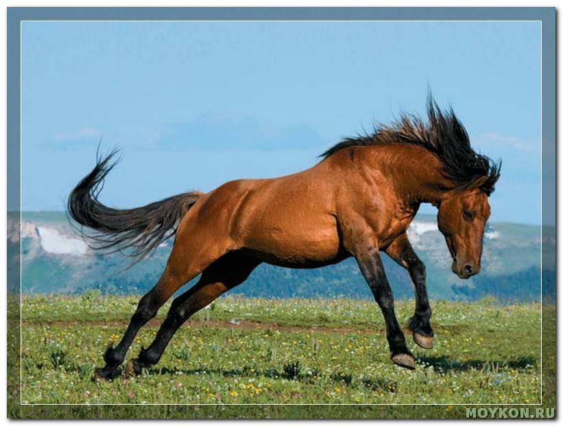 О лошади породы мустанг: дикий конь, история, описание, характеристики