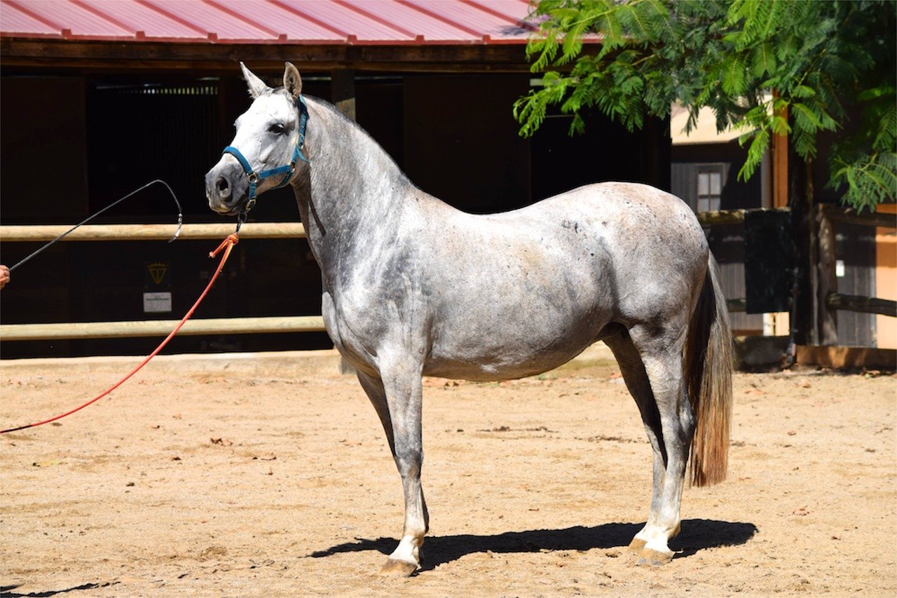 Андалузская лошадь (31 фото): особенности породы, черные чистокровные испанские кони. сколько весит андалуз?