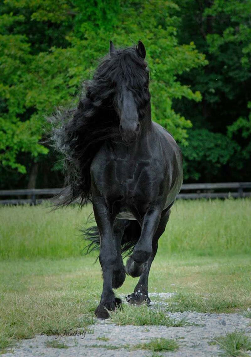 Самая лучшая лошадь: топ-10 пород, шайр, фризская, ахалтекинская, арабская и донская