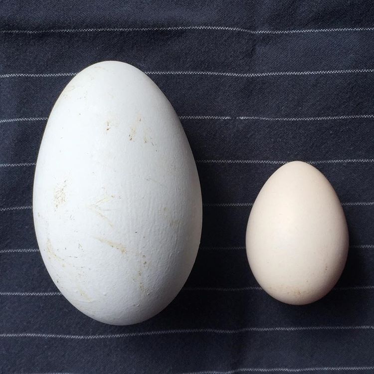 О яйцах цесарок: как они выглядят и чем отличаются от куриных — сравнение