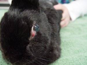 О болезнях глаз у кролика: почему гноятся и слезятся, что делать, чем их лечить