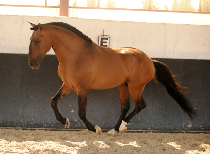 Андалузская лошадь: описание породы, характеристики и фото