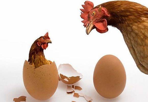 Как курица несет яйца: тонкости размножения кур