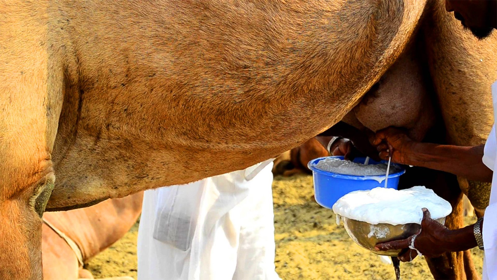 Как называется молоко лошади, полезные свойства и применение продукта - домашние наши друзья