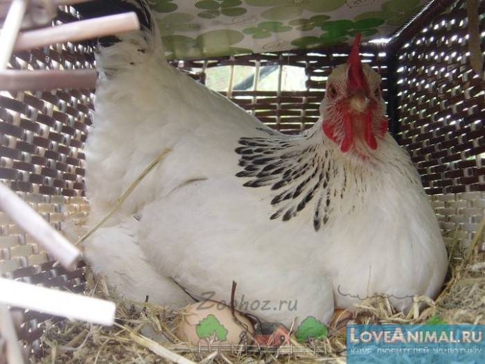 Как отучить курицу от насиживания яиц: способы согнать с гнезда