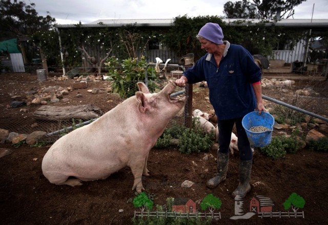 Опорос свиноматки: признаки, приём родов, уход за свиньёй и потомством