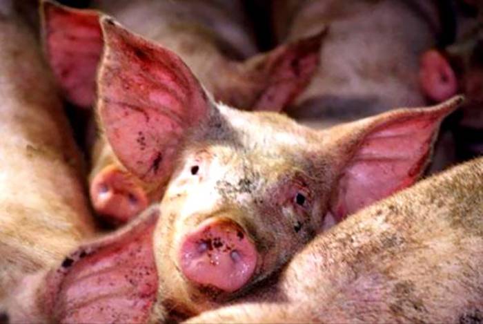 Болезни свиней: симптомы и лечение
