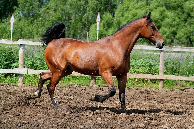 О русском рысаке: характеристика и особенности лошадей русской рысистой породы