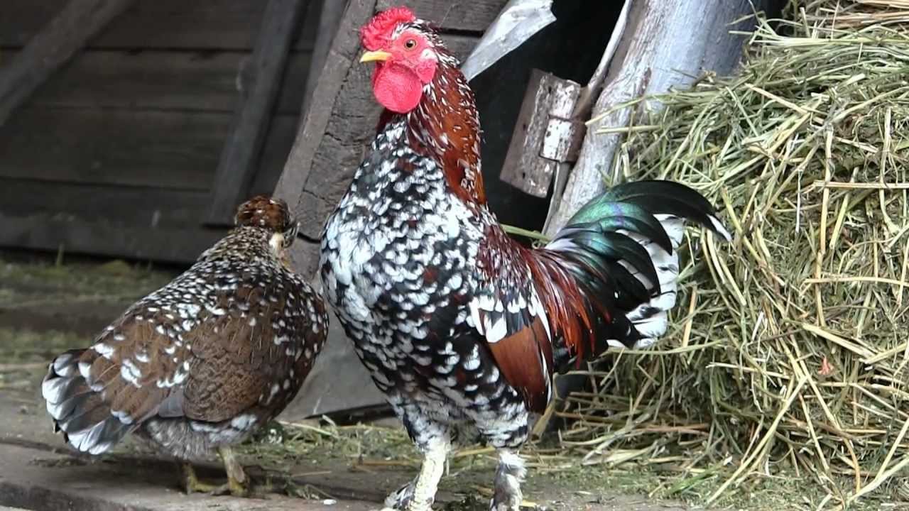 Декоративные куры (26 фото): описание самых красивых пород петухов, содержание маленьких цыплят