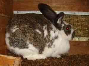 Кролик вялый без видимых причин. почему кролик ничего не ест и не пьет. лечение остановки пищеварения
