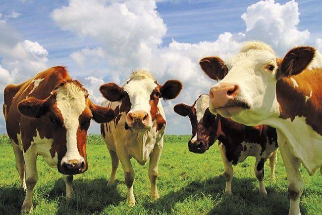 Биологические особенности крупного рогатого скота