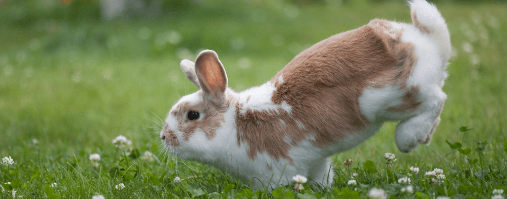 Язык тела кроликов | союз заводчиков и селекционеров