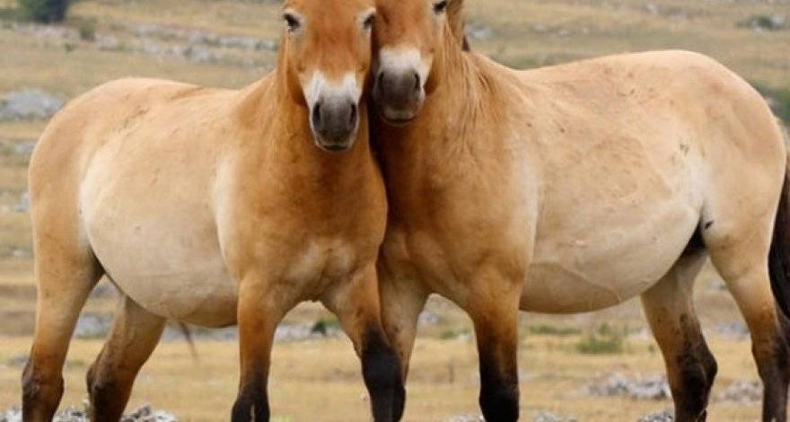 Значение лошади в жизни человека – описание, фото и видео  - «как и почему»