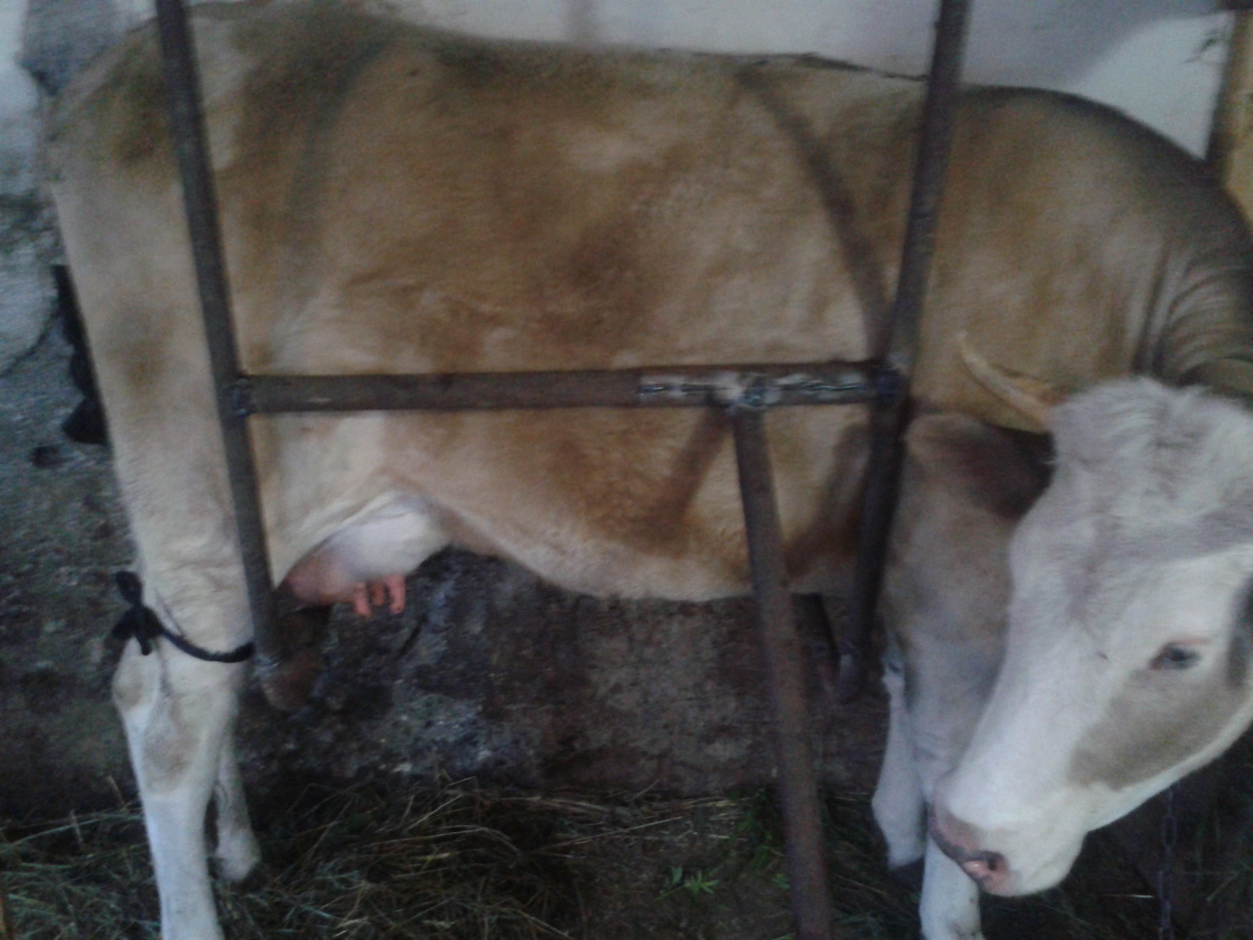 Что делать, если корова бьется при доении, причины, основные правила доения