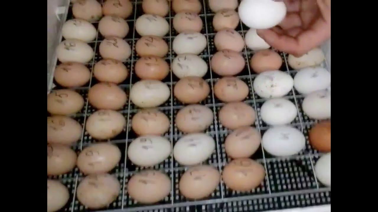 Особенности инкубации яиц цесарки — журнал "рутвет"