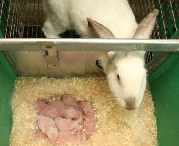 Как кормить крольчат без крольчихи, коровьим молоком – искусственное кормление