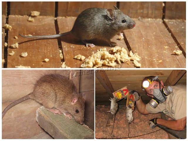 Как избавиться от крыс в курятнике: проверенные народные средства