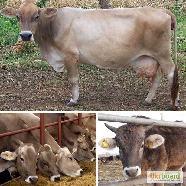 Швицкая корова: условия и перспективы разведения — cельхозпортал