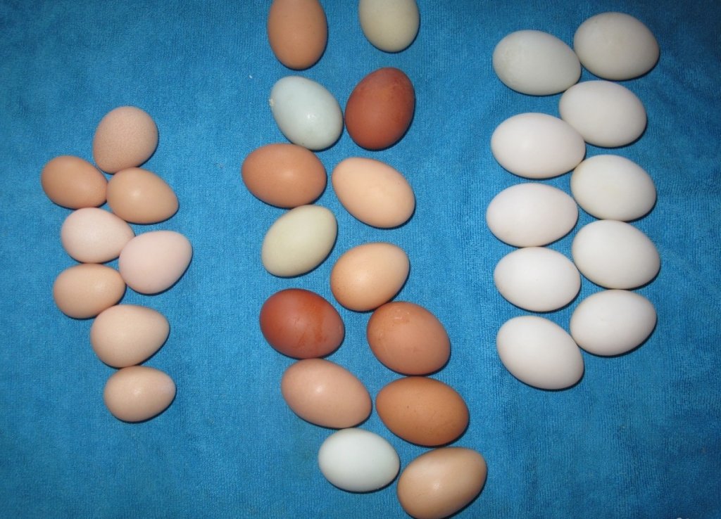 Яйца цесарки: польза и вред для здоровья