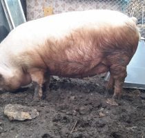 Все о болезнях свиней: симптомы, вид животных, лечение, препараты и дозировки
