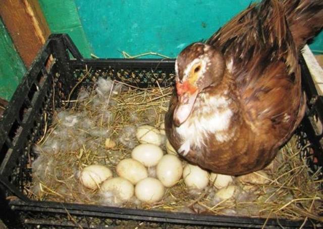 Как посадить утку на яйца: основные правила и методы