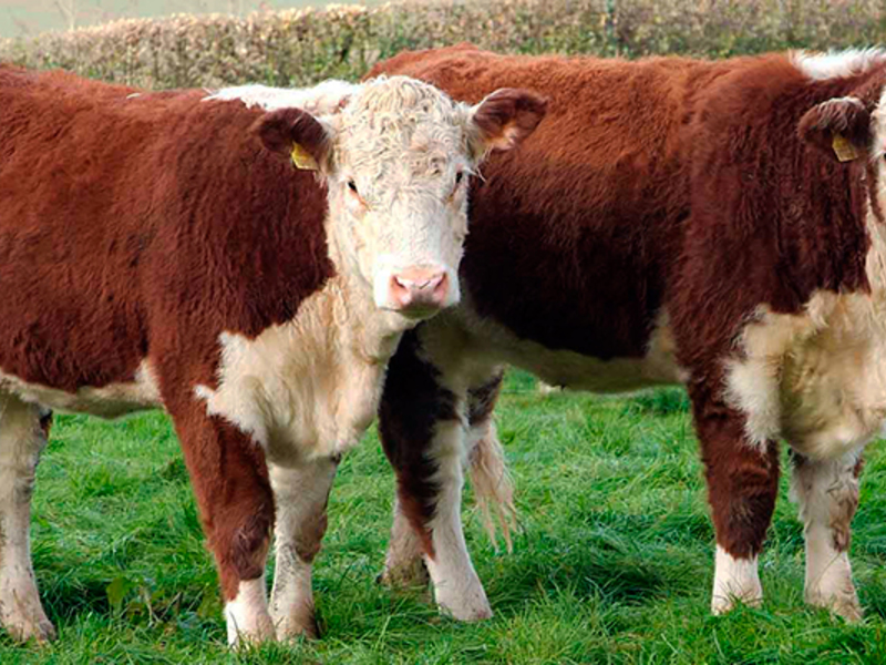 Герефордская порода коров: характеристика, уход и кормление
