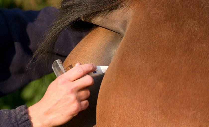 Болезни лошадей: симптомы, лечение, препараты