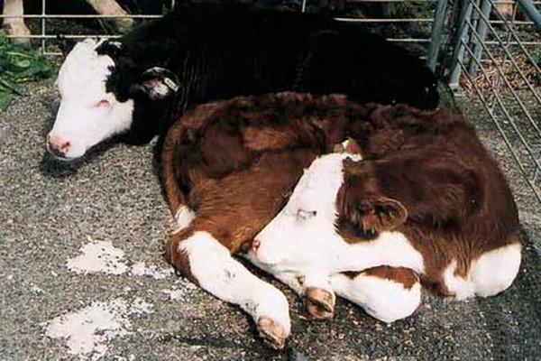 Болезни вымени у коров: их симптомы и лечение - о здоровье
