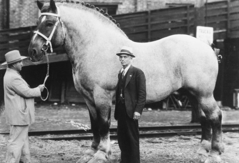 Сколько весит лошадь: средний вес коня, масса пони