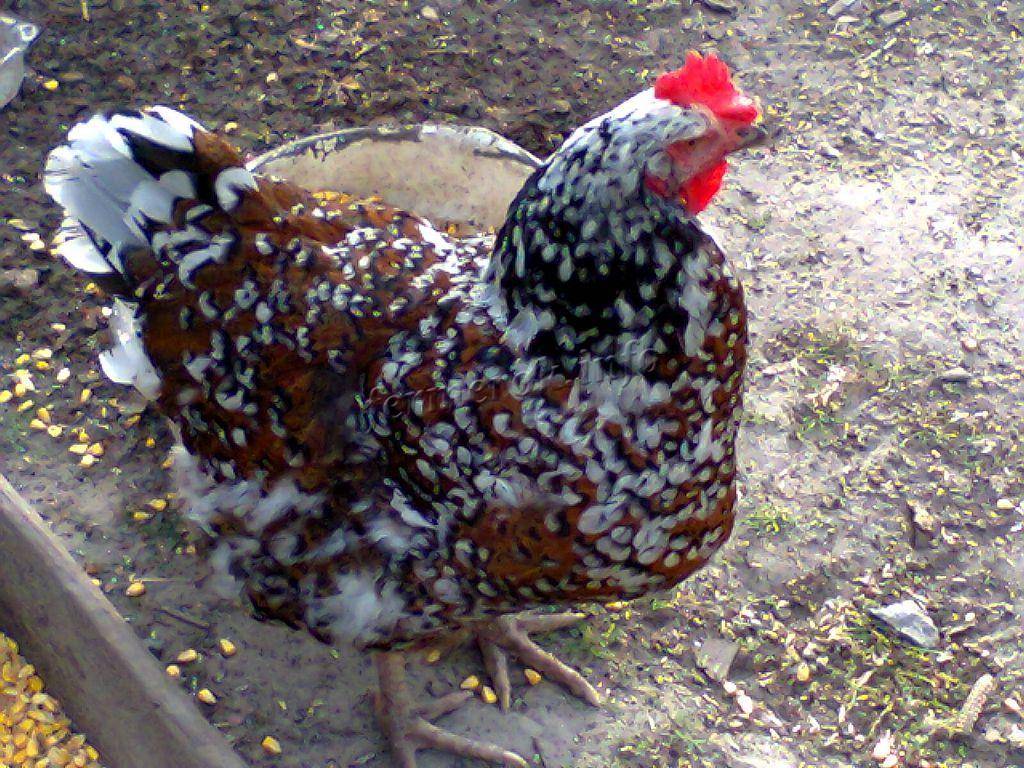 Ливенская ситцевая порода кур