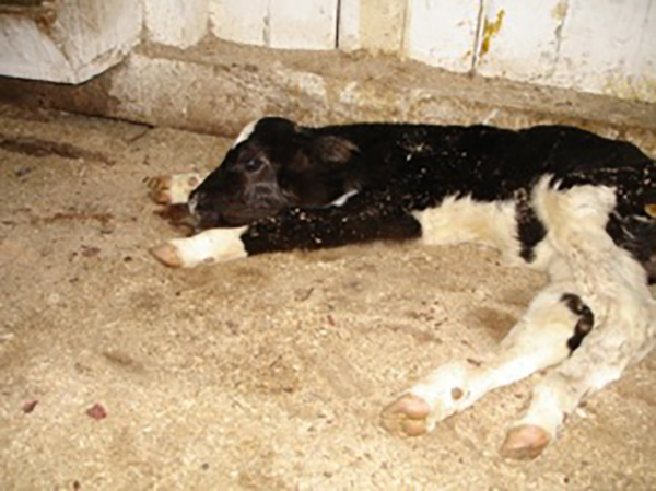 ᐉ почему теленок или корова кашляет: что делать и чем лечить - zooon.ru