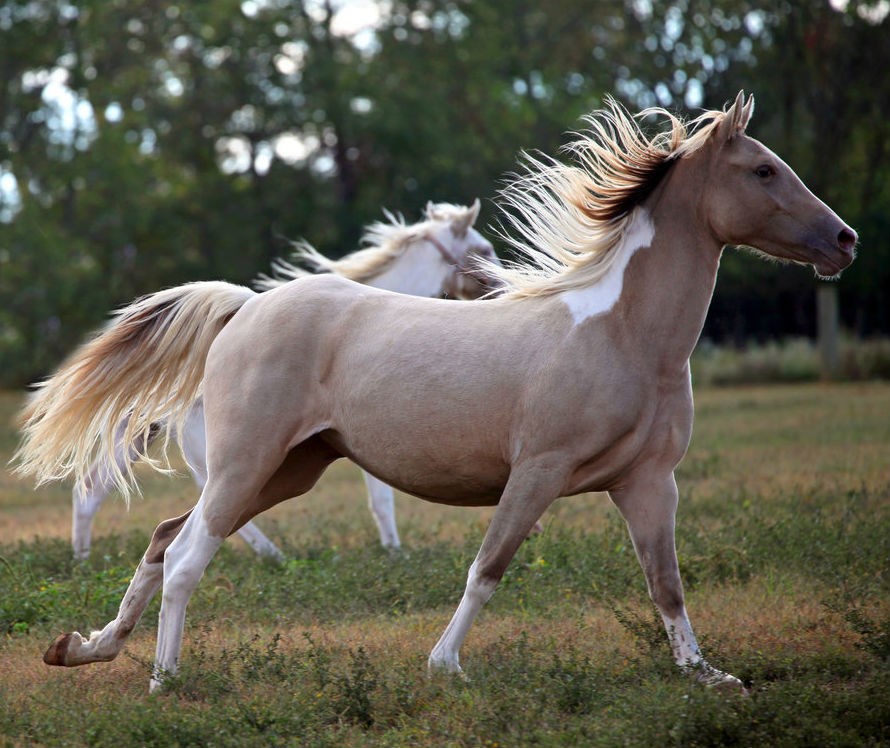 Самая дорогая лошадь в мире (21 фото): описание красивых и дорогих пород коней