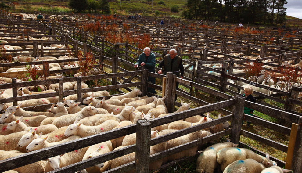 Бизнес-план по разведению овец на 100 голов