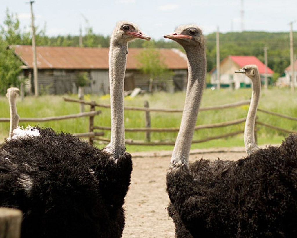 Разведение страусов в домашних условиях: содержание, уход, продуктивность