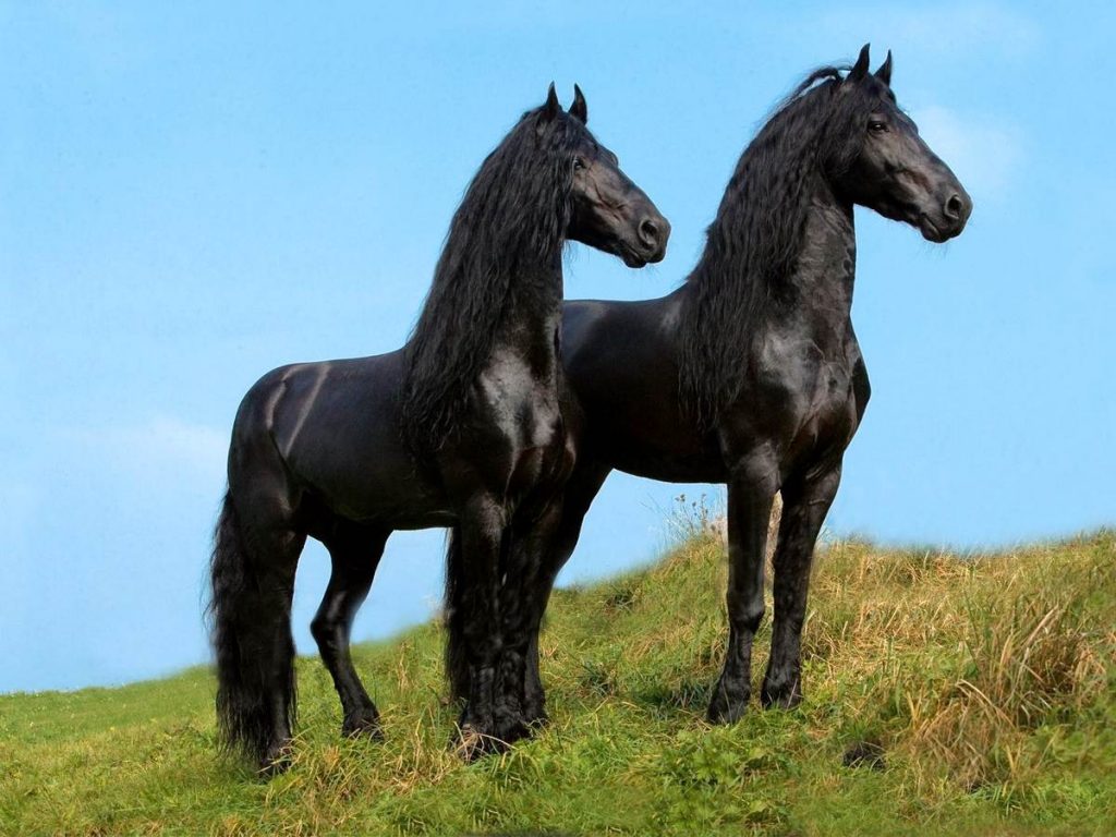 Фризские лошади – друзья на всю жизнь