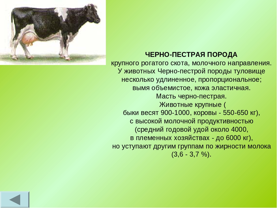 Корова костромской породы: описание, продуктивность, фото, содержание, уход и кормление